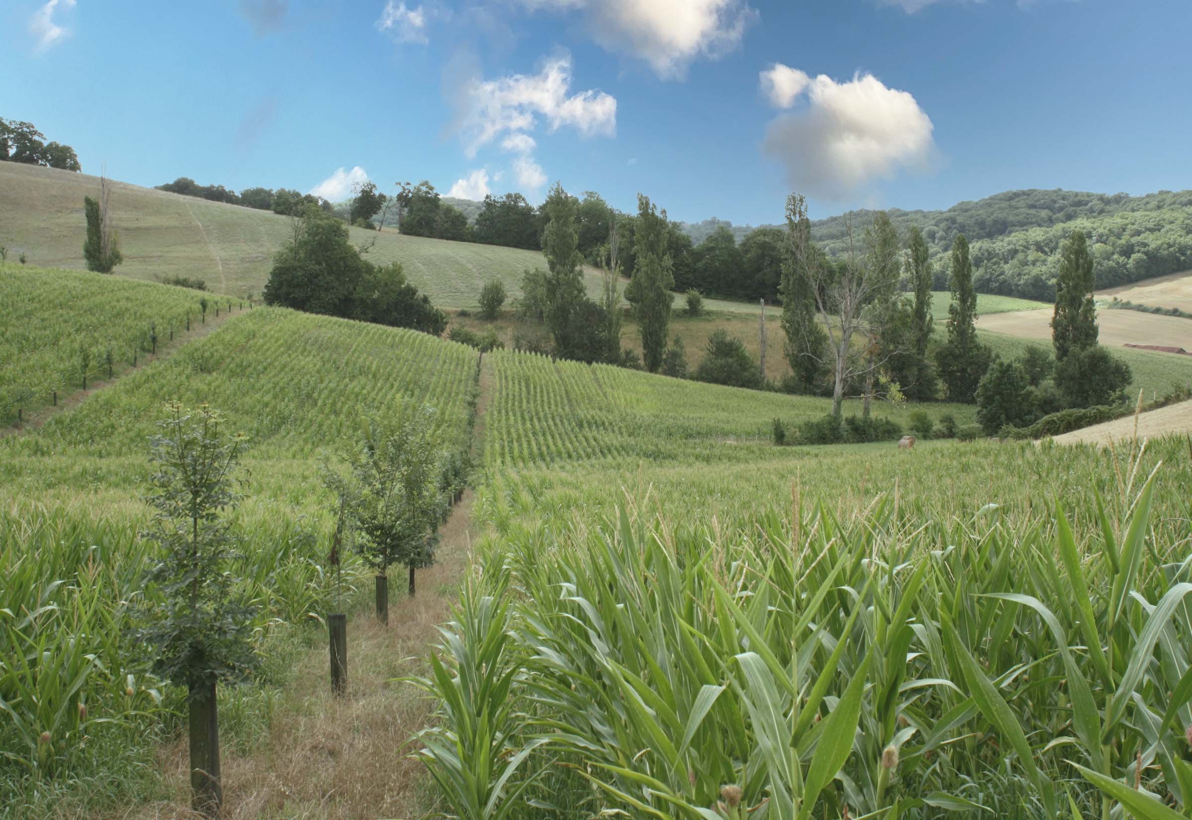 Champ de maïs agroforestier