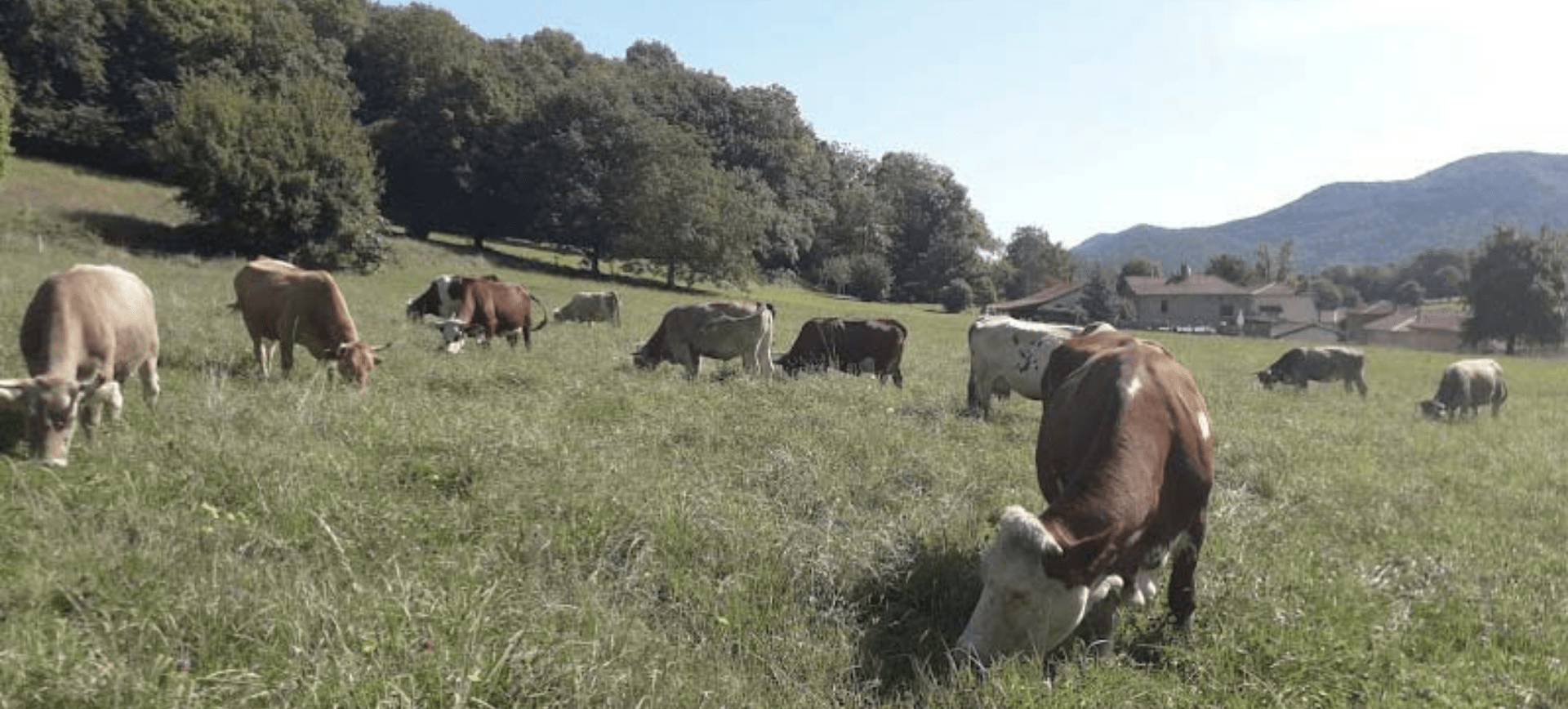 Gérer le pâturage dans le pré-verger