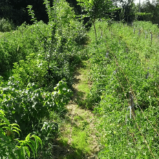 verger maraîcher agroforestier