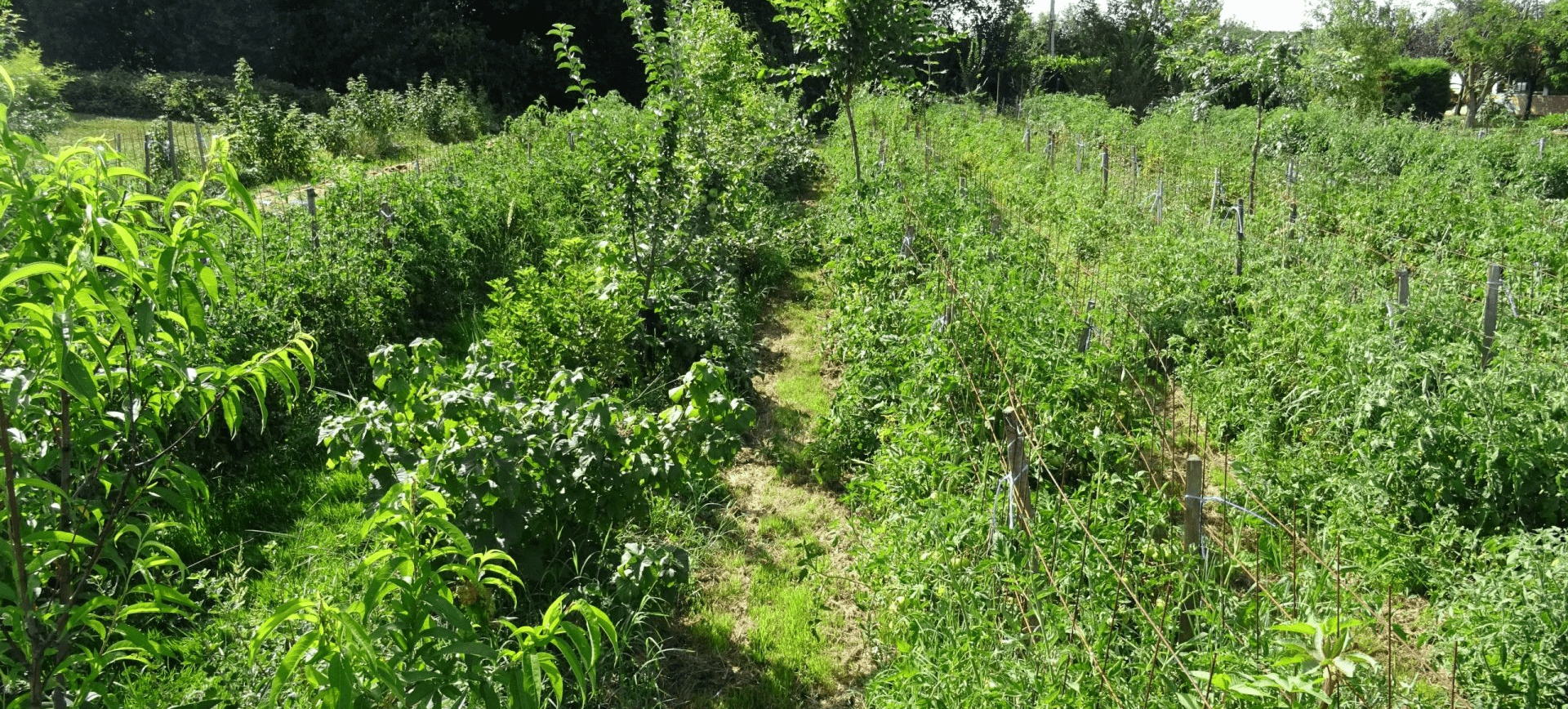 verger maraîcher agroforestier