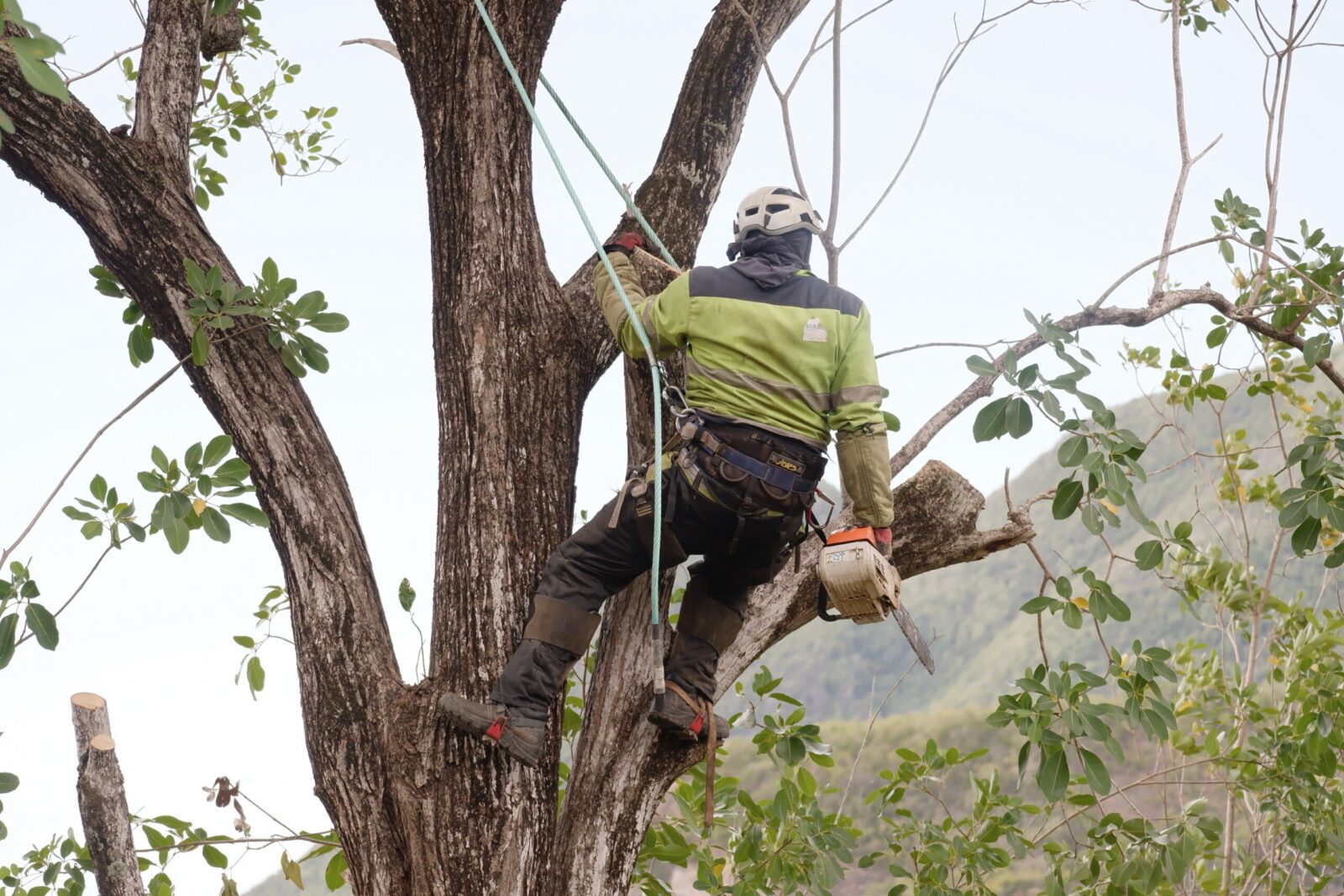 Grimpeur en pleine taille des arbres