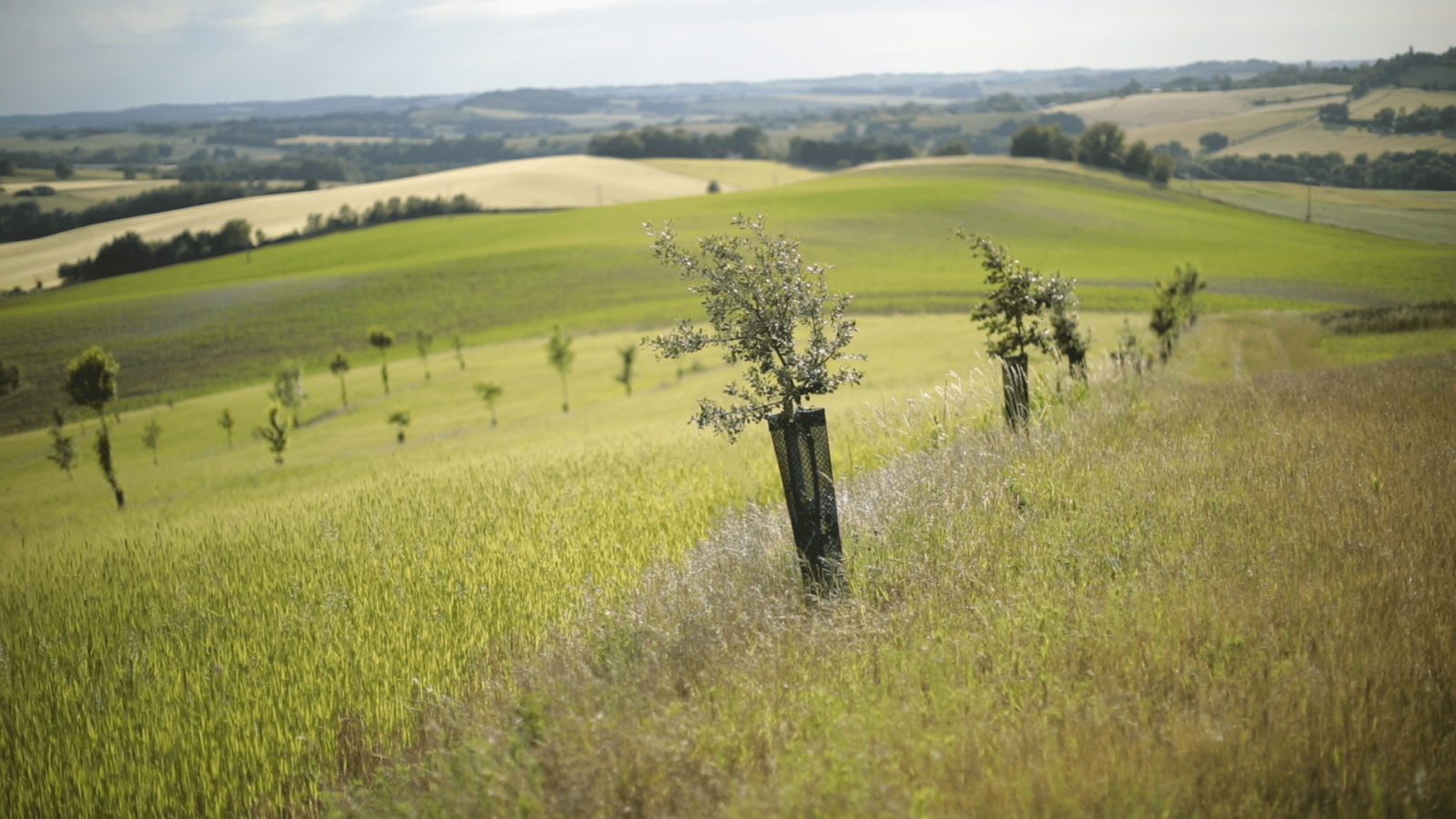 Plantation dans une parcelle
