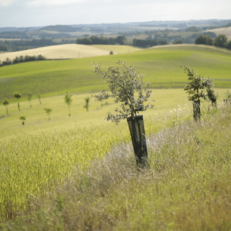 Plantation dans une parcelle