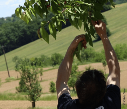 Homme cueillant des fruits