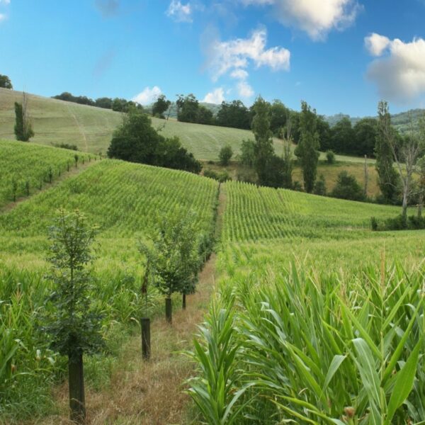 Parcelle de maïs agroforestière