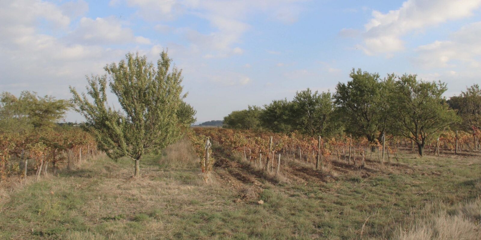 Agroforesterie et vigne, alignements d'arbres