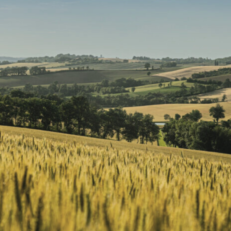 Observatoire de l'agroforesterie