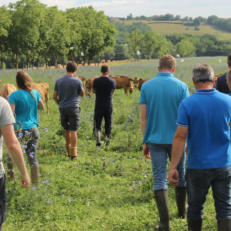 Groupe avec vaches dans un champ