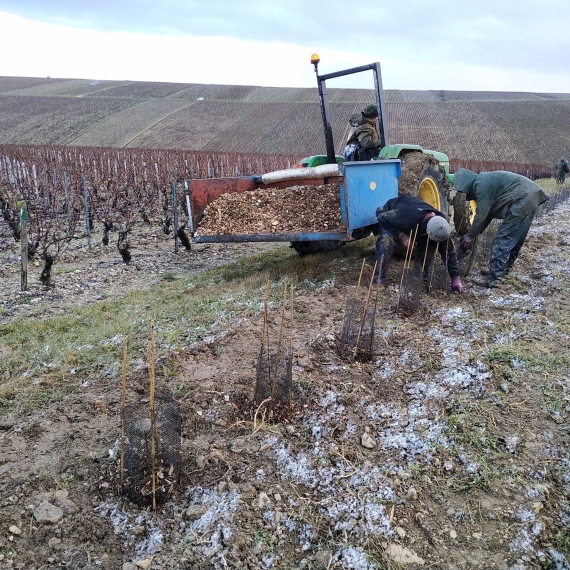 Plantation haie vignoble - vitiforesterie
