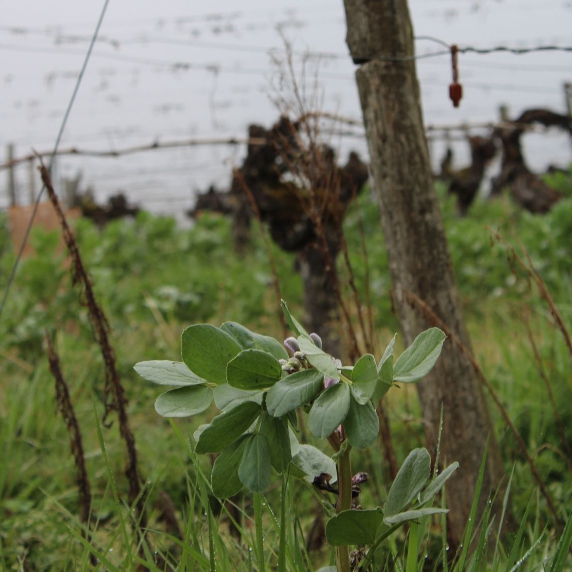 Couverts végétaux en vigne, Semi couvert conventionnel