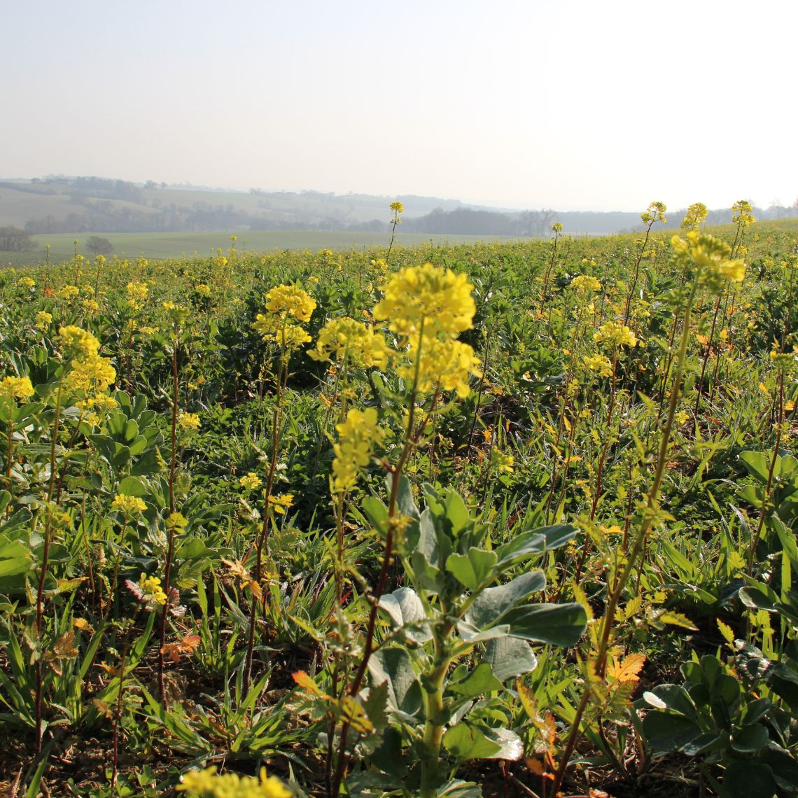 2014-03-12 Couverts végéteaux JC Bady-4
