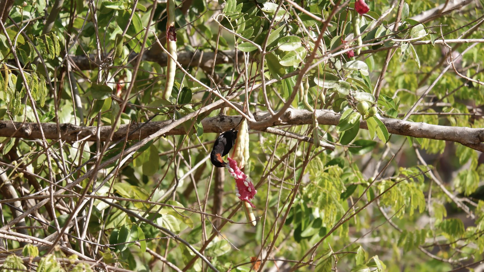 Oiseau sur branche sur un chantier bois bocage martinique