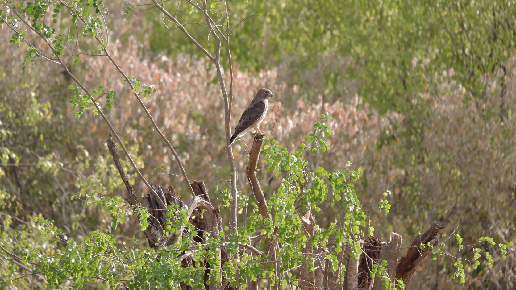 Oiseau perché sur une branche