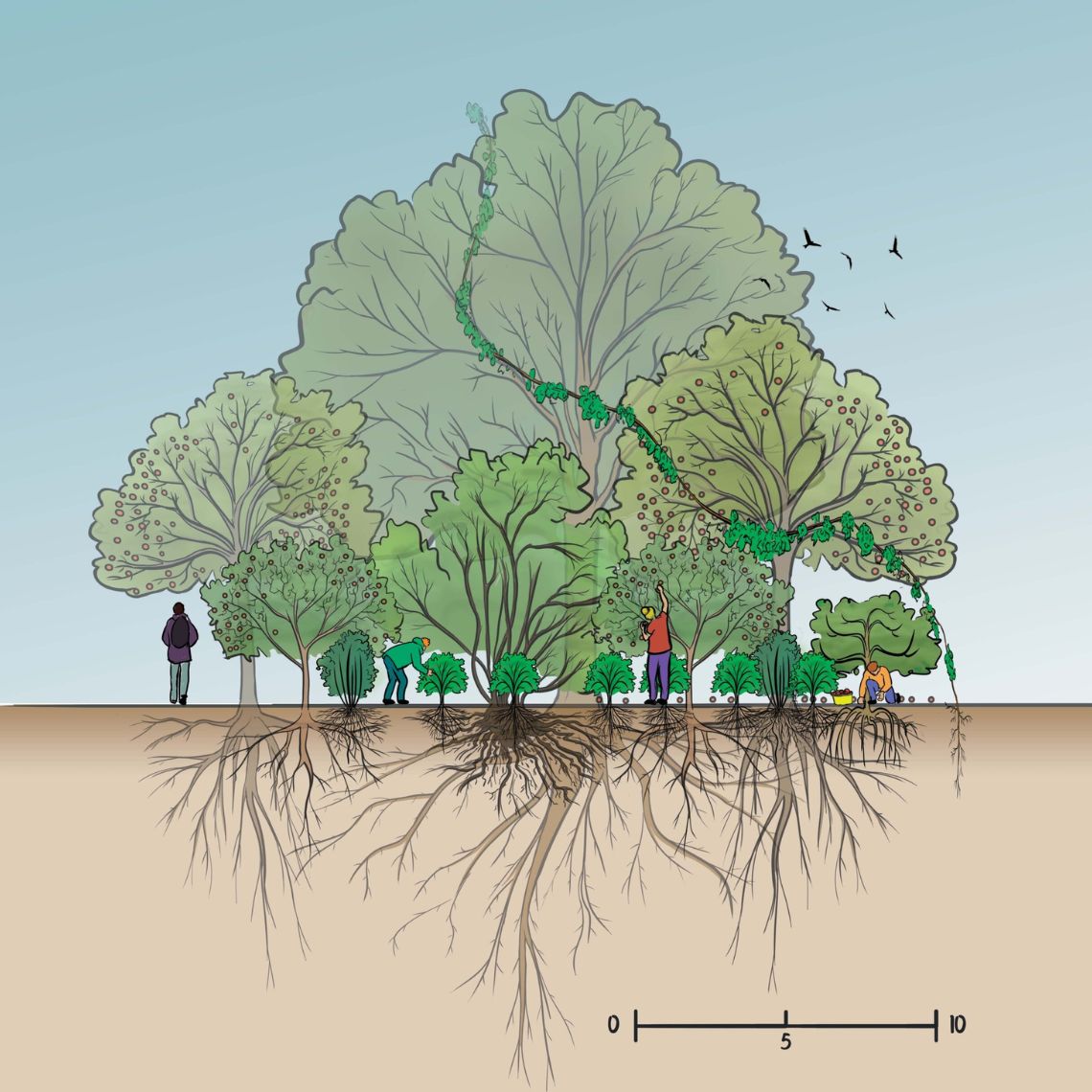 COUPE Jardin-forêt dense-Finale