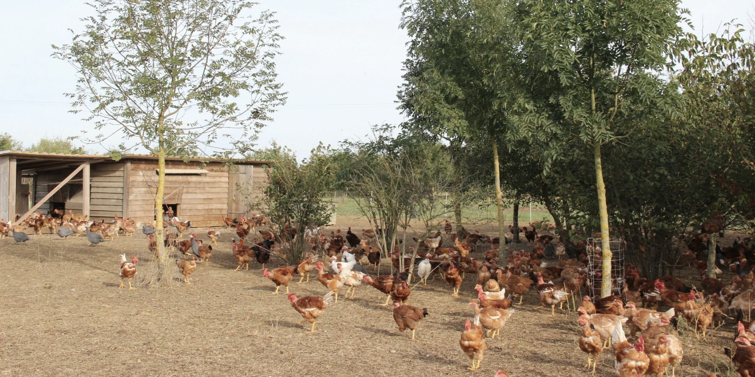 Recherche et Développement en agroforesterie Agroforesterie