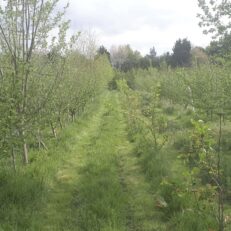 Jardin forêt creafruit