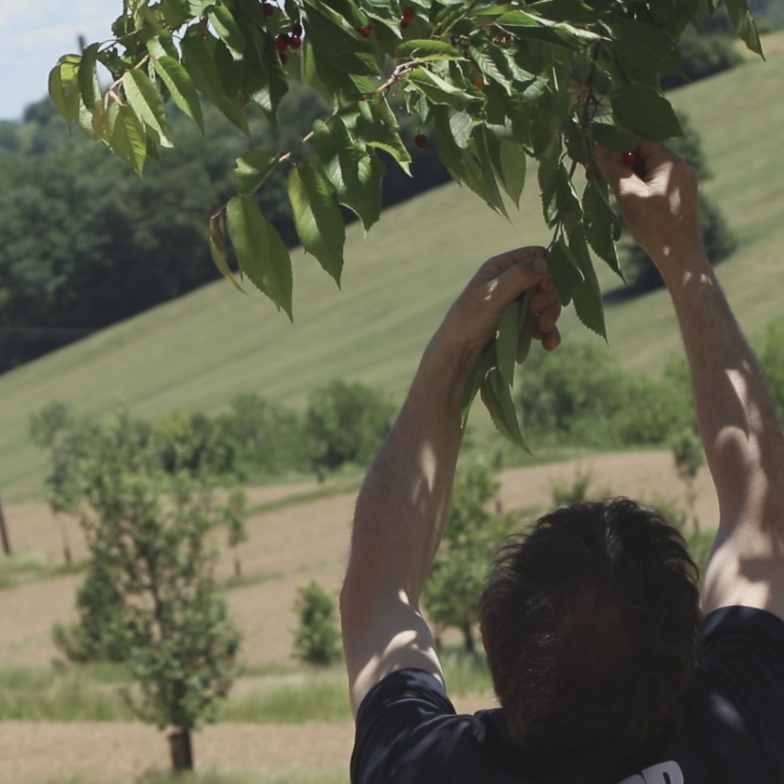 Homme qui cueille des fruits