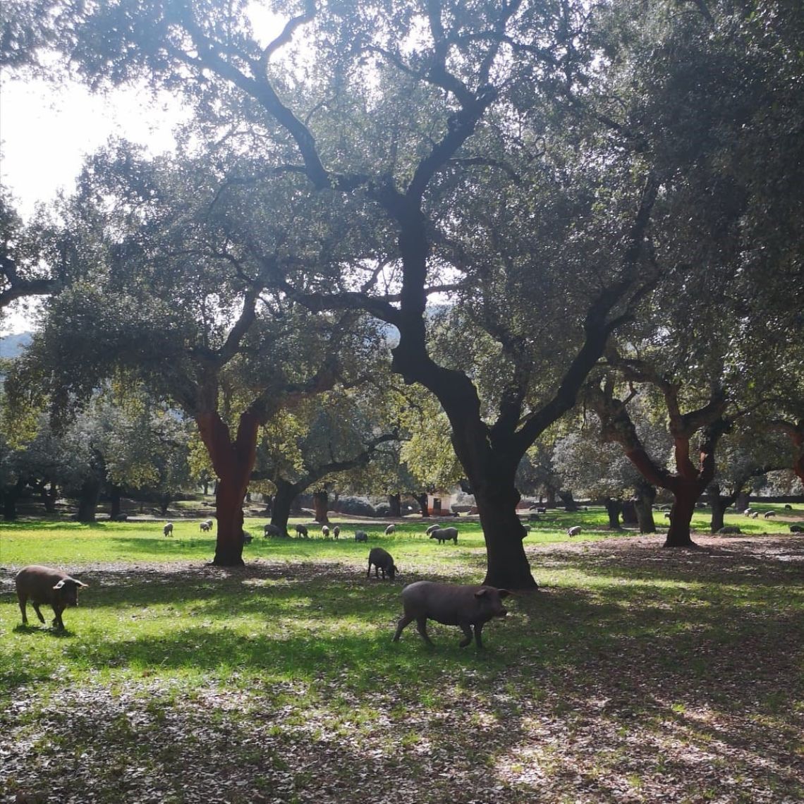 Cochons sous les arbres