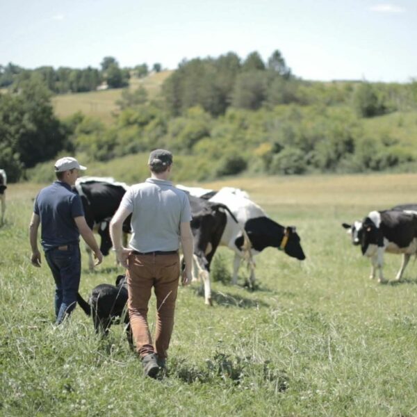 Un agriculteur et son conseiller discutent dans une prairie, avec des vaches.