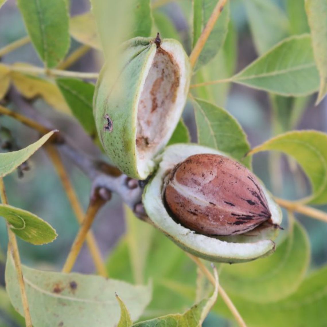 Pacanier agroforestier, French Pécan