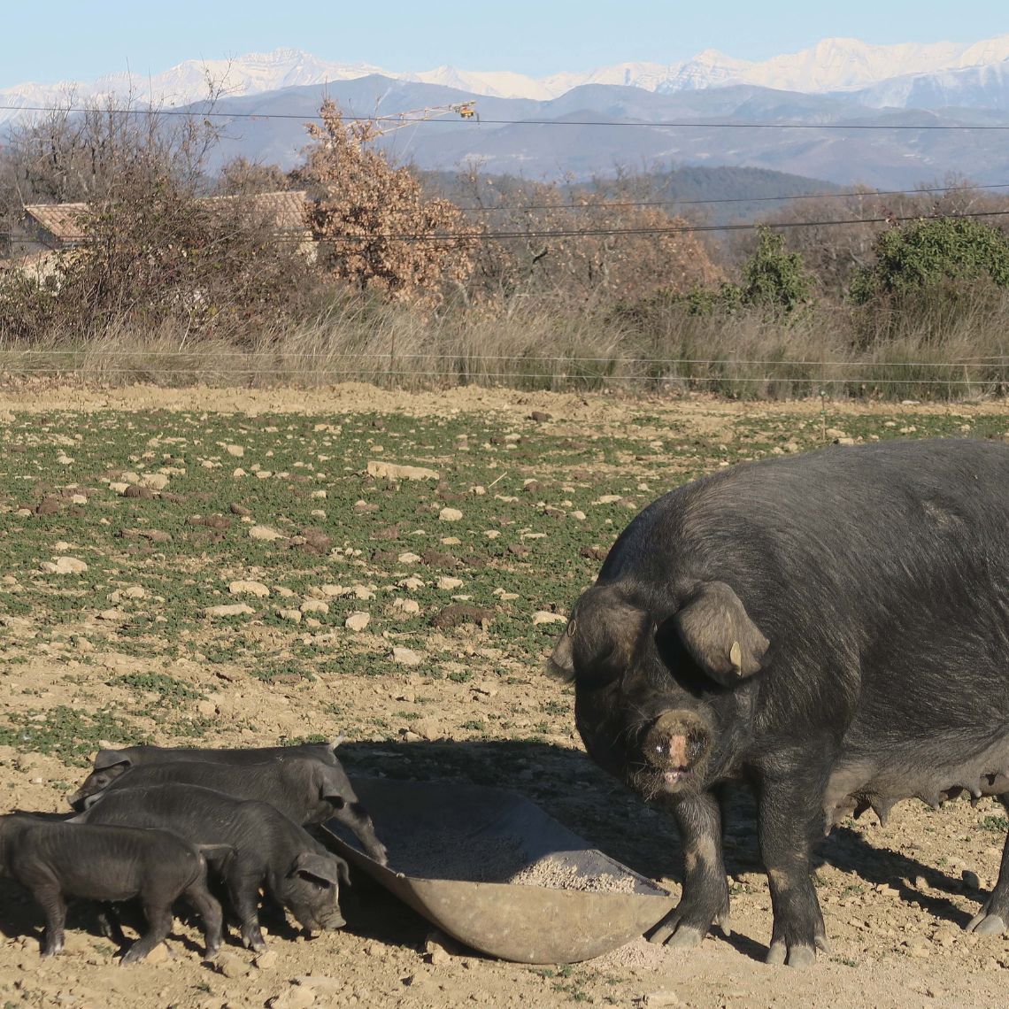 Porc noir de Provence