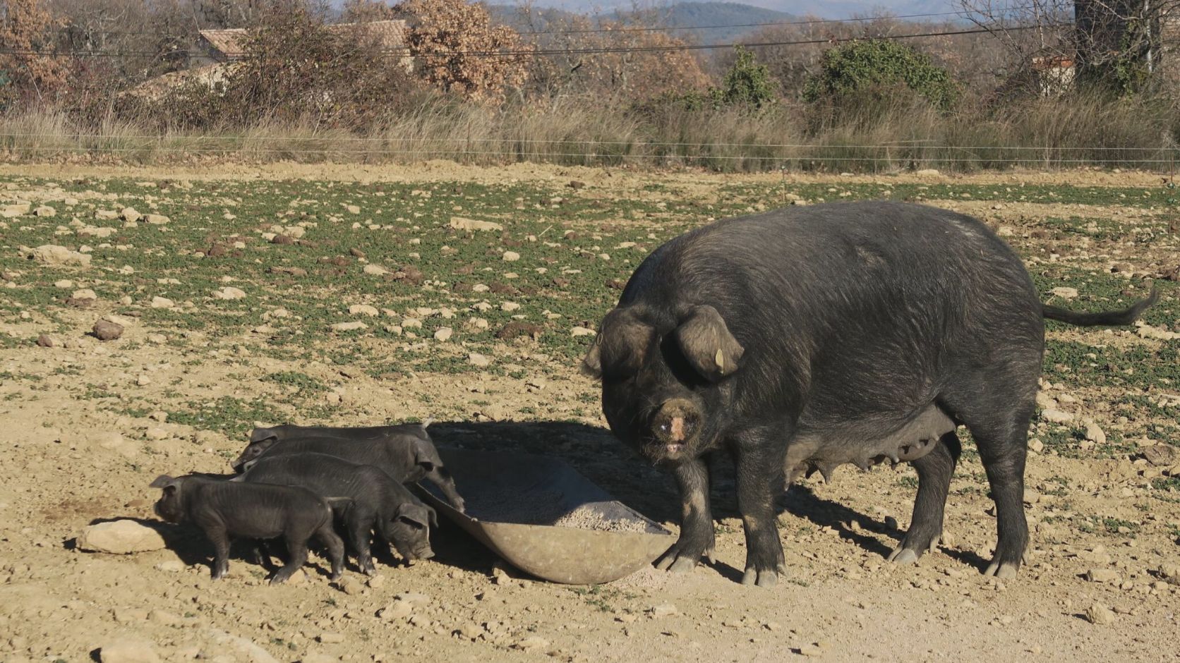 Filière porcs noirs agroforestiers