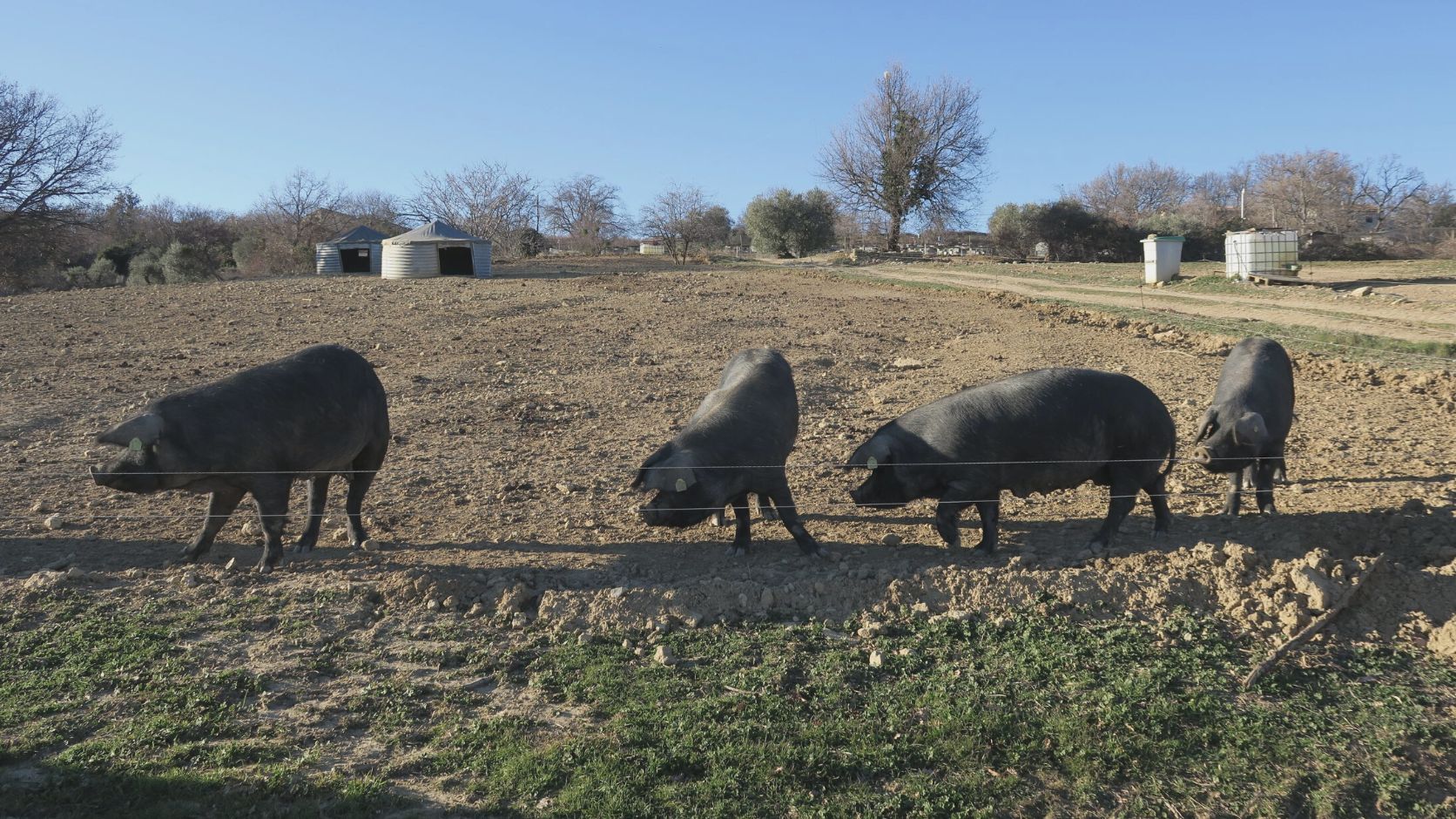 Filière porcs noirs agroforestiers