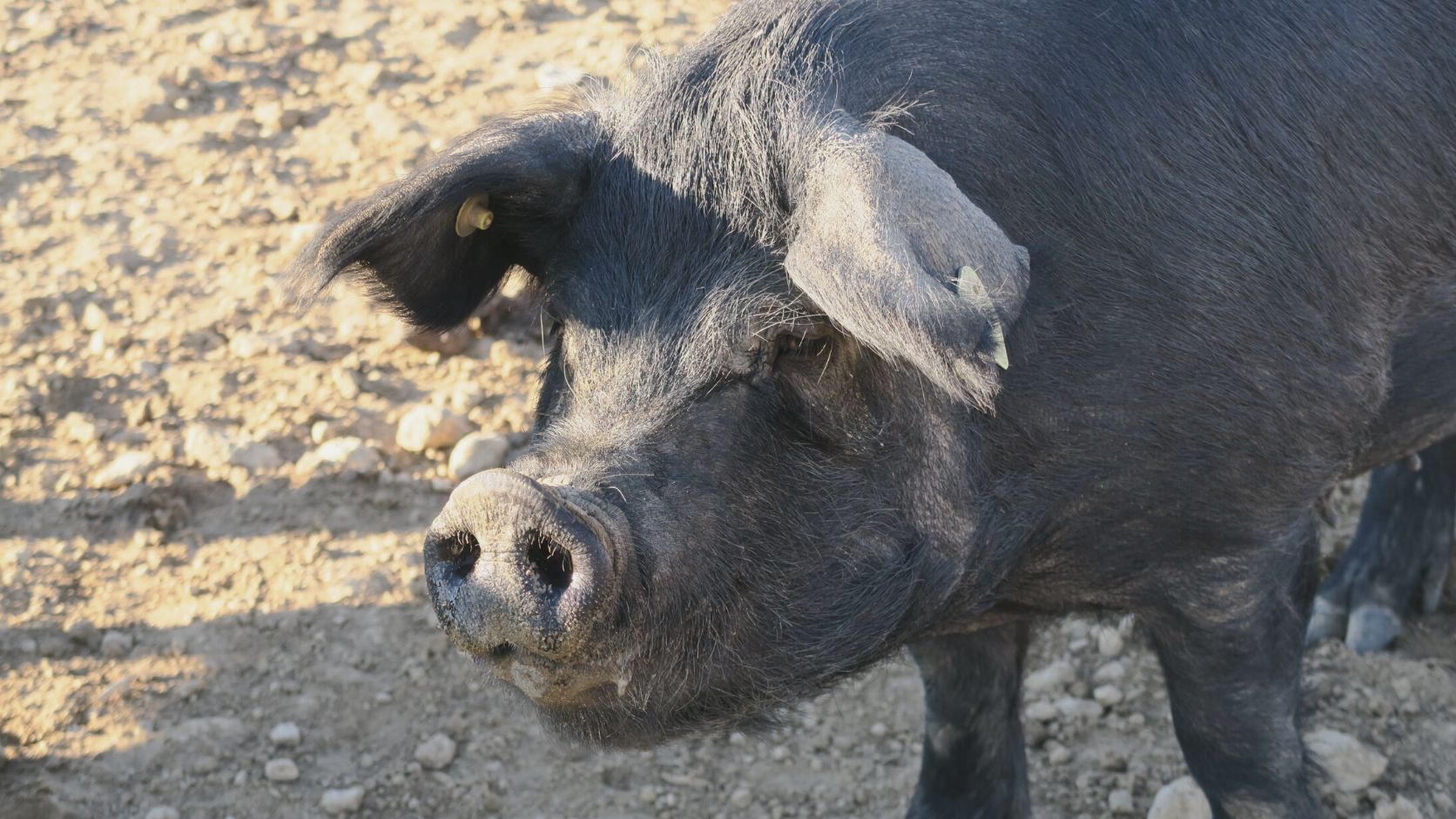 Filière porcs noirs agroforestiers