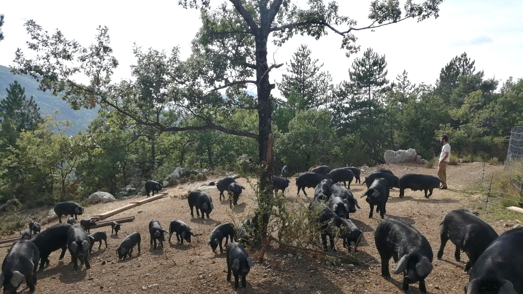 Filière porcs noirs agroforestiers