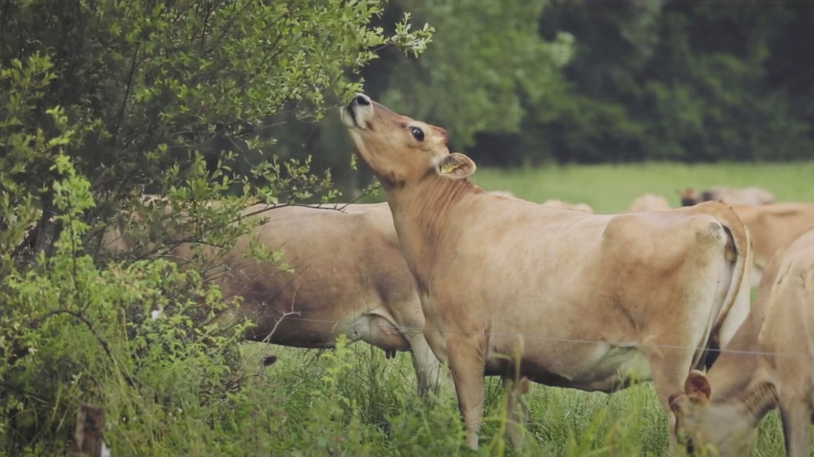 Vache qui mange des branches