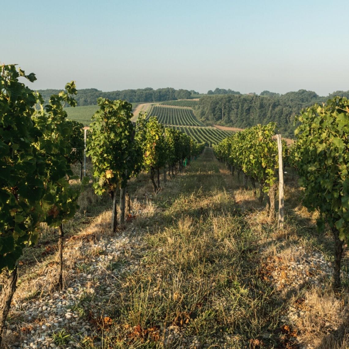Parcelle de vigne des vignerons de Buzet