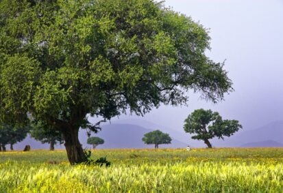 systeme-agroforestier-cerealier-dans-l-arganeraie-marocaine