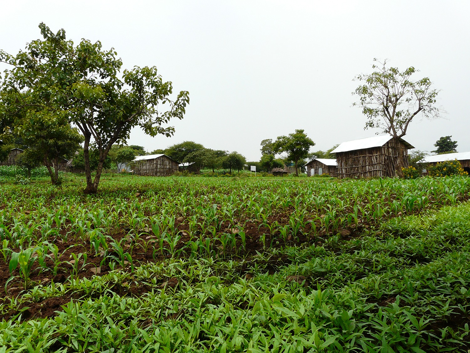 Système agroforestier diversifié en Éthiopie (Amhara).