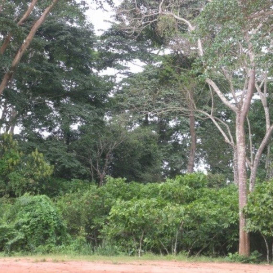 Cacaotiers du Cameroun