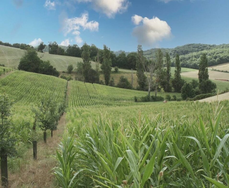 Paysage Agroforestier - Maïs et arbres