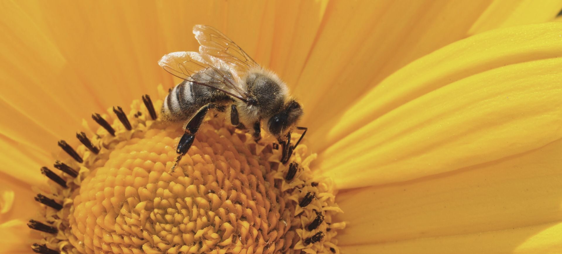 Abeille sur Tournesol Mayage