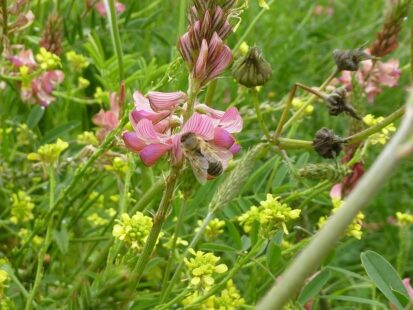 abeille sur fleur