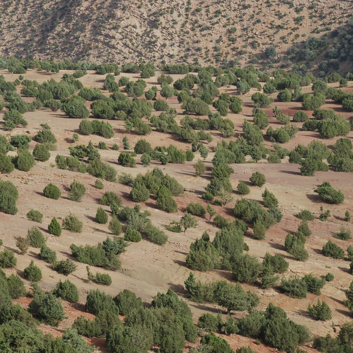 Agdal les forêts du Haut Atlas