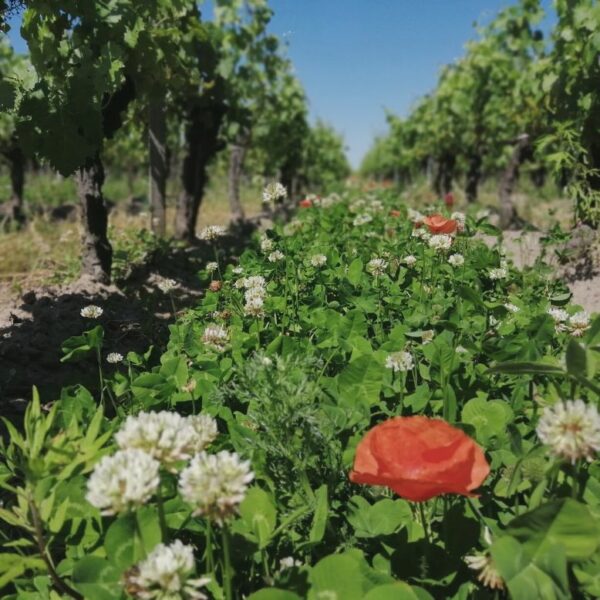 Couverts végétal dans vignes du projet Agr'eau