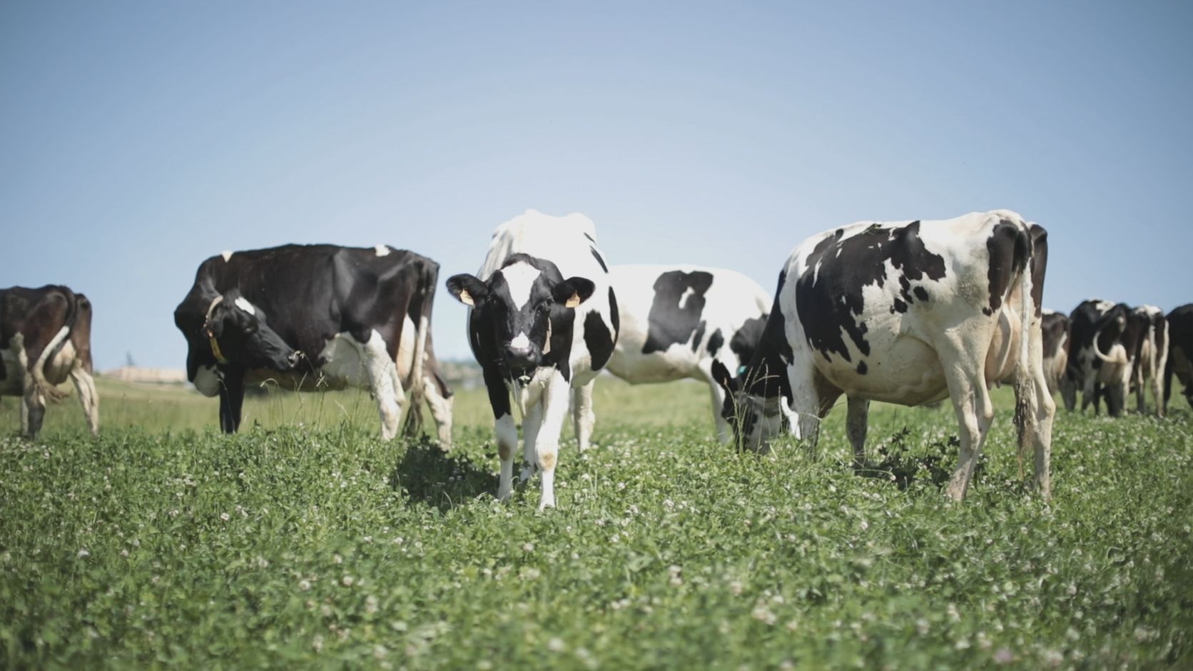 Vaches dans près