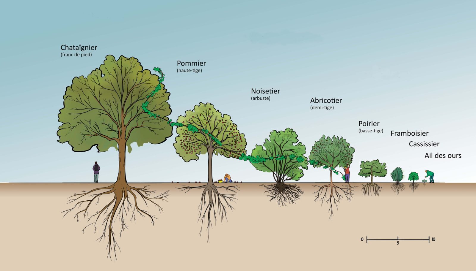 COUPE Jardin Foret strates