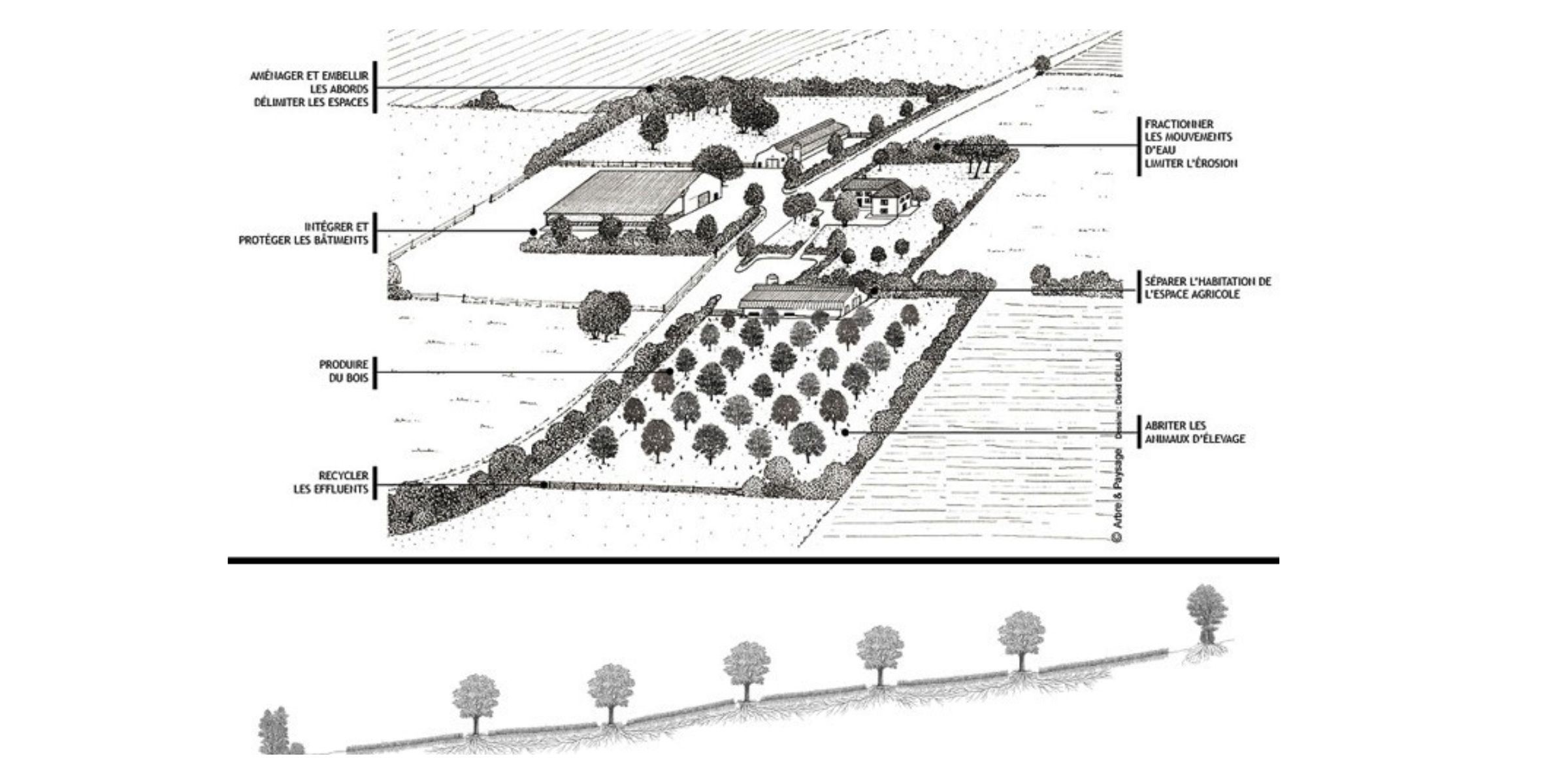 schémas agroforestier racinaire - utilisation de l'arbre dans une exploitation