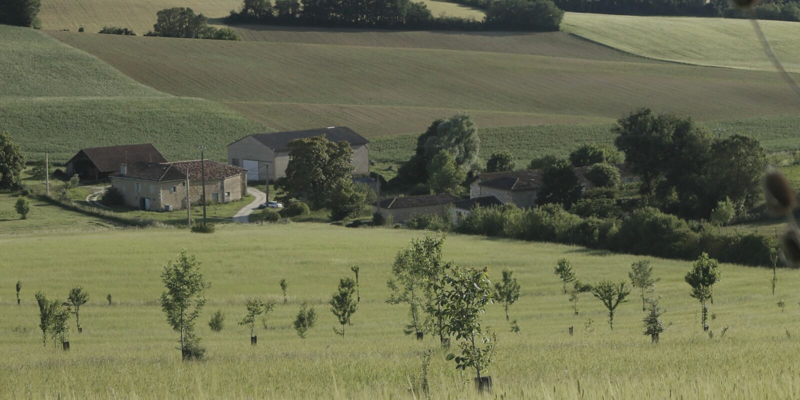 Plantation d'arbres sur une parcelle agricole