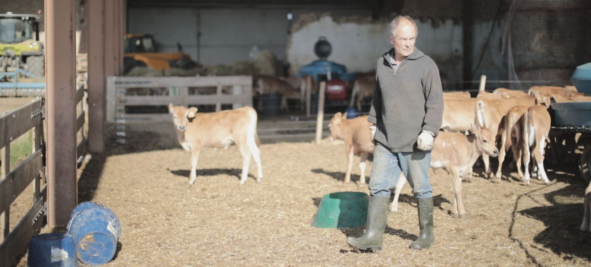 Eleveur avec ses veaux