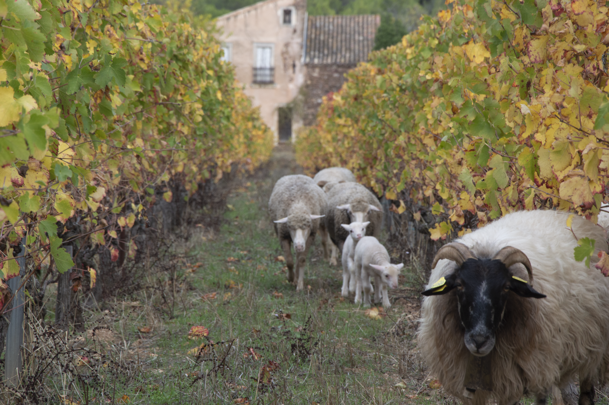 Fermes du Gabelas vigne