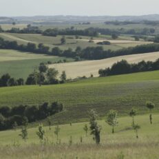 Paysage agroforestier dans le Gers