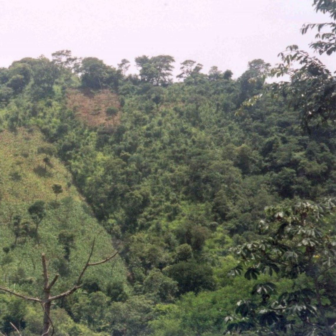Le système Quesungual