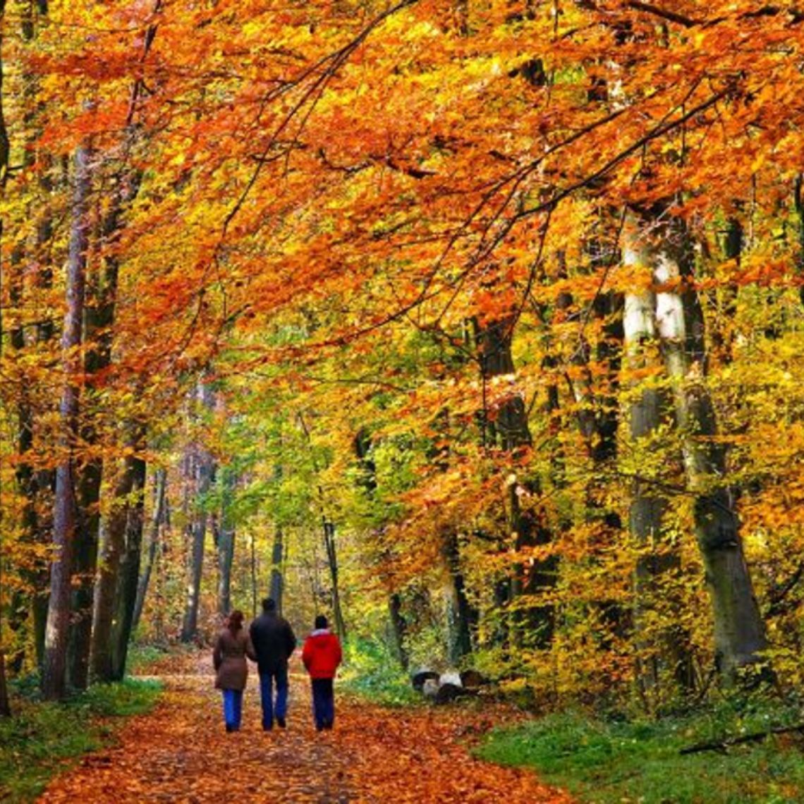 L'érablière agroforestière du Québec