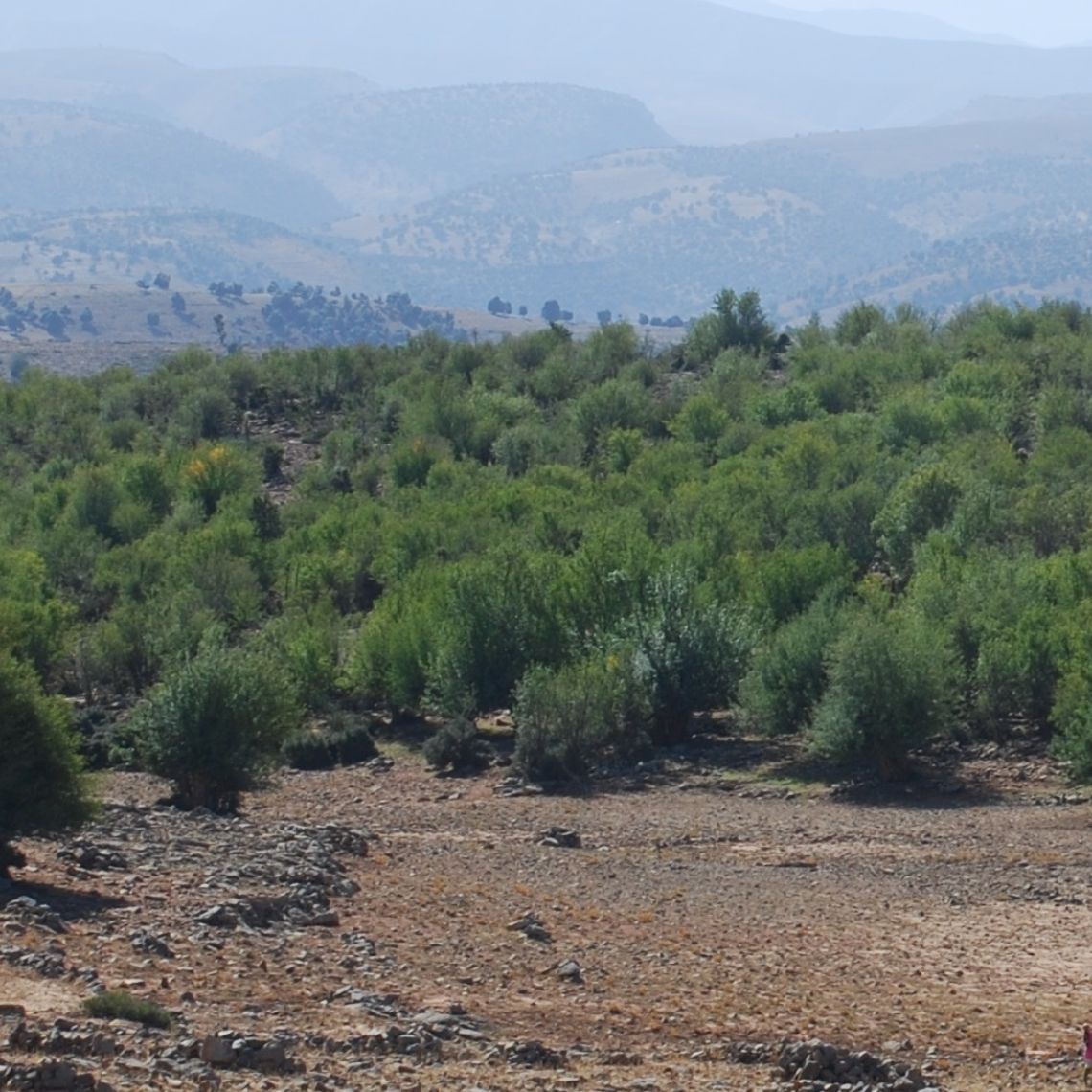Les frênes dimorphes du Haut Atlas