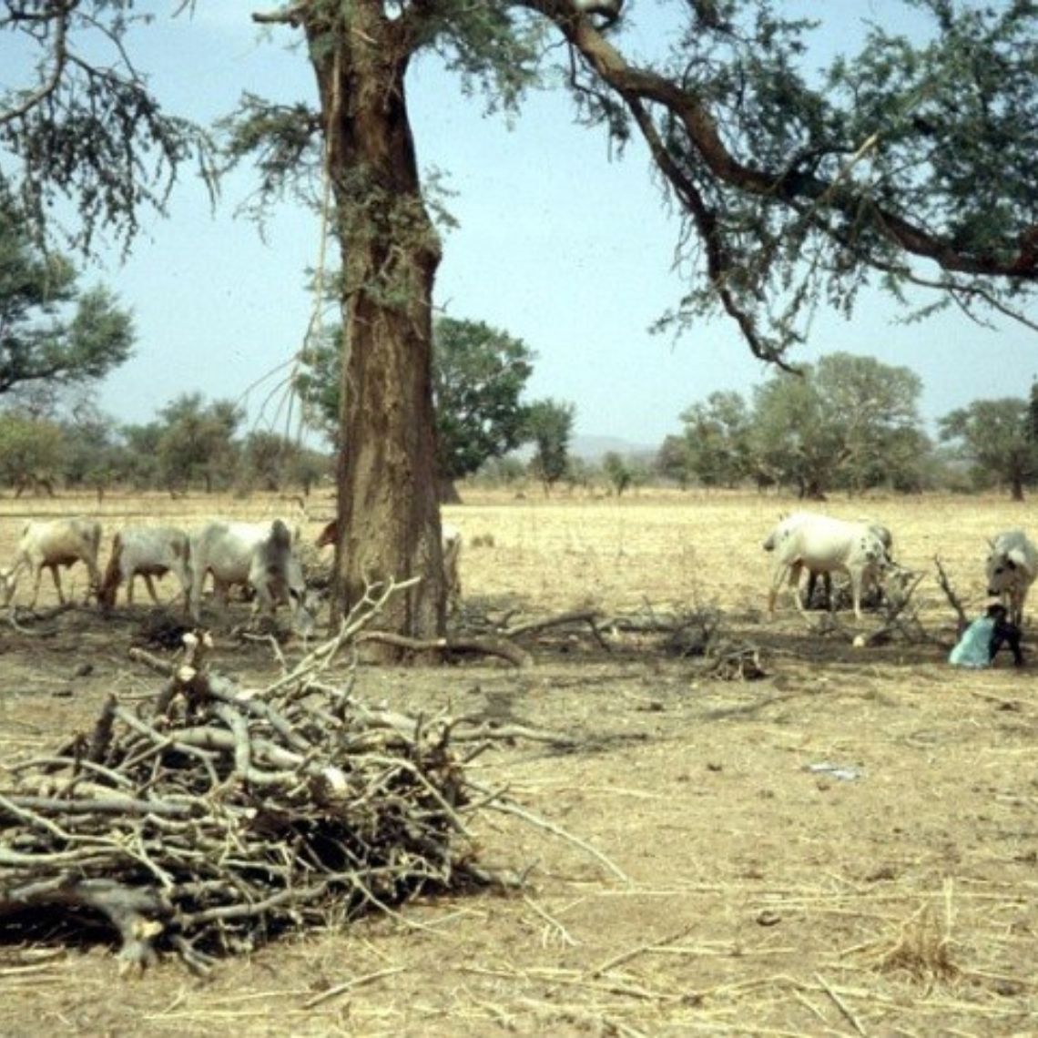 Les parcs à Faidherbia Albida Sahéliens